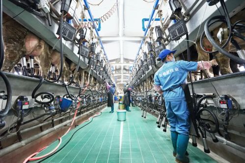 新乳業發布業績預告 上半年收入預計同比增長超60%，數字技術服務驅動強勁增長